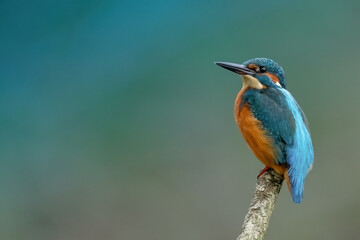 Eisvogel
