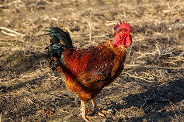 Transylvanian naked neck rooster with speckled orange feathers.