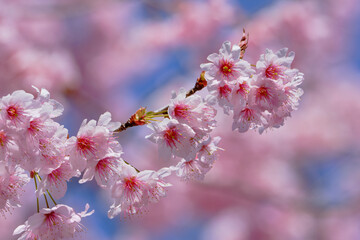 風景素材　春陽に映える綺麗な初御代桜