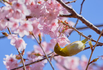 風景素材　春陽に映える初御代桜とメジロ