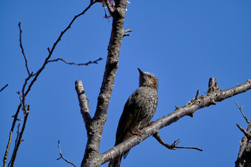 風景素材　木の枝に留まるヒヨドリ