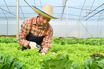 Happy organic farmer checking quality of organic vegetable in greenhouse before harvest. Business agricultural concept