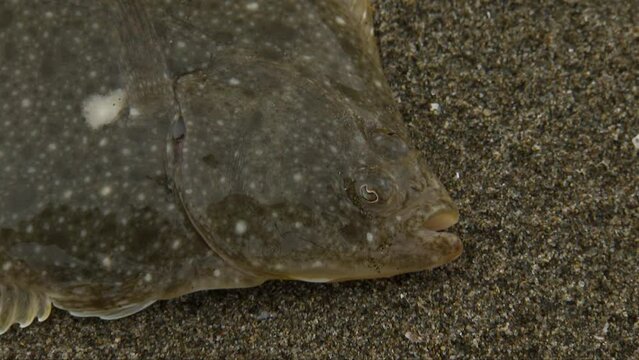 The stone flounder (Kareius bicoloratus) is a flatfish of the family Pleuronectidae.