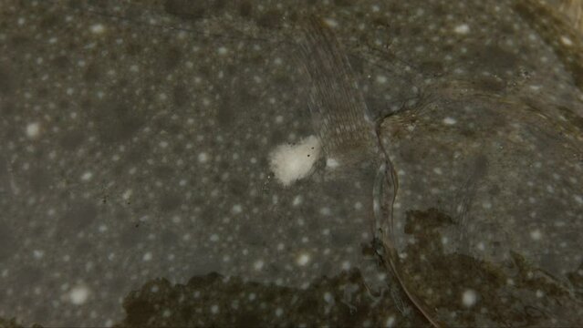 The stone flounder (Kareius bicoloratus) is a flatfish of the family Pleuronectidae.