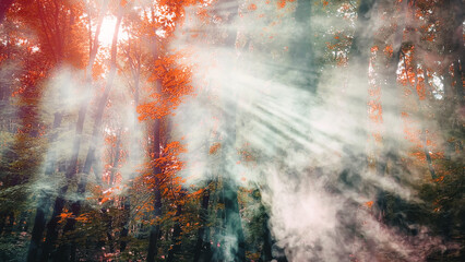 Sun rays passing through the smoke through the forest.