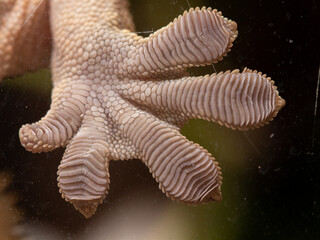 macro close up of crested gecko foot