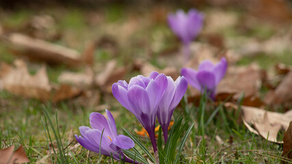 Crocuses in spring, among dead, dry leaves, purple spring flowers 
