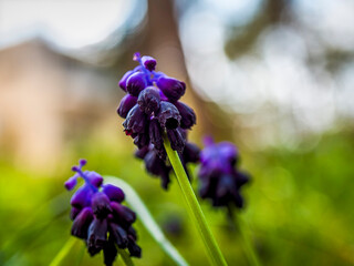 A blue mauve wild Muscari flower bunch closeup in the fields, with sunlight bubbles in the background. © Dimitrios