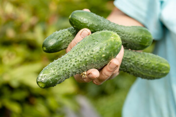 a bunch of cucumbers in the hands of a woman close-up. vegetable harvest concept