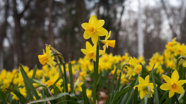 Daffodils in the park - yellow flowers on a background of blurred trees