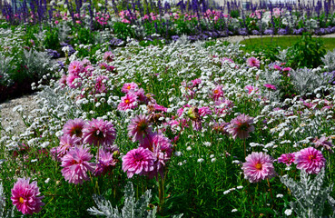 kolorowe kwiaty na kwietniku, różowe, białe i fioletowe kwiaty w wiejskim ogrodzie, kwietnik w ogrodzie przydomowym (Dahlia, Delphinium elatum, Gypsophila), flowerbed in garden   © kateej