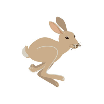 vector drawing hare, jumping rabbit, hand drawn animal isolated at white background , cartoon style character