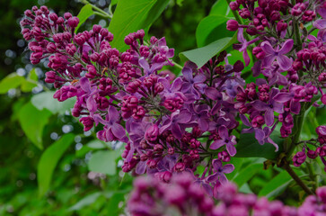 lilac flowers on the bush bloom in spring