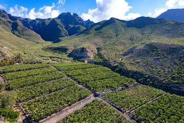 Aerial view above banana plantation in the Canary Islands Spain - Tenerife