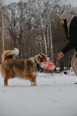 Active energetic playful young Australian Shepherd Red Merle listens attentively and looks at owner. Young brunette woman walks in snowy winter park with dog and plays with red disc toy.