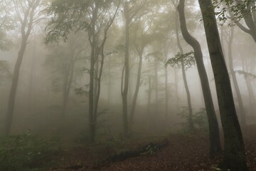 mystical forest with bare tree trunks in the mist, haunted woods, creepy forest	
