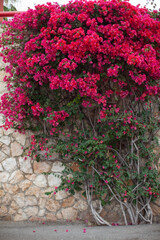 Fototapeta na wymiar pink blossom of Bougainvillea growing near stone wall outdoors on Spain, Barcelona