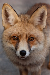 Naklejka premium Portrait of fluffy fox looking in camera. Close-up photo of a tod with big ears. Curious wild animal came close to the photographer. High quality verticalal photo