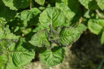 Monarda didima planting young plants
