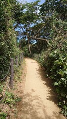 木に囲まれた道