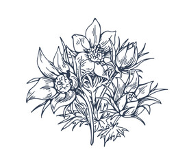 Pasque flower drawn in vintage style. Pasqueflower, blossomed blooming floral plant. Outlined contoured Pulsatilla vulgaris. Retro botanical engraved vector illustration isolated on white background