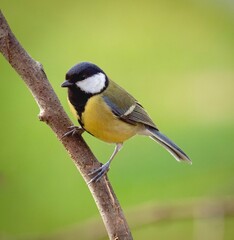 Great tit perched on a branch
