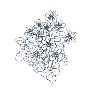 Engraved liverwort, vintage outlined botanical drawing. Hepatica flower drawn in old retro style. Contoured floral plant. Detailed blossomed liverleaf. Vector illustration isolated on white background
