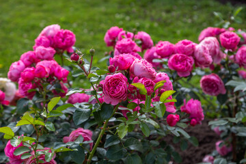 Obraz premium English rose David Austin blooms on a Bush in the summer in the garden