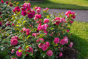 Fototapeta premium English rose David Austin blooms on a Bush in the summer in the garden