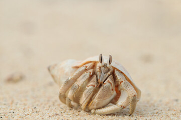 Hermit crab (Paguroidea) observes with eyestalks the direct surrounding.