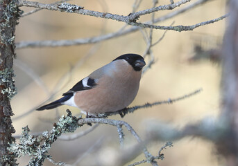 bullfinch