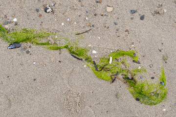 Algen am Strand der Ostsee