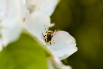 pszczoła na białych płatkach 