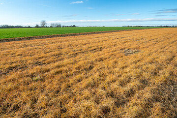 Champ orange après application de désherbant glyphosate