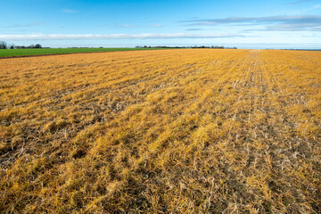 Champ orange après application de désherbant glyphosate