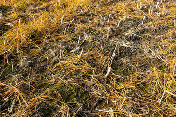 Champ orange après application de désherbant glyphosate. Résidus de Cipan de féverole détruite par le gel