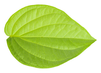 Fototapeta na wymiar Green betel leaf isolated on a transparent background