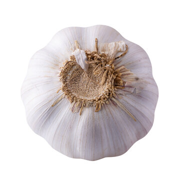 Close up raw garlic isolated on a transparent background