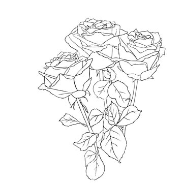 Continuous line drawing. line art bouquet of roses