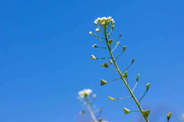 晴れて澄んだ青い空とナズナ