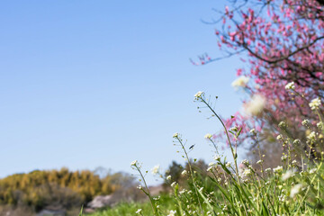 晴れて澄んだ青い空とピンクの桃の花を背景にしたナズナなどの春の野草