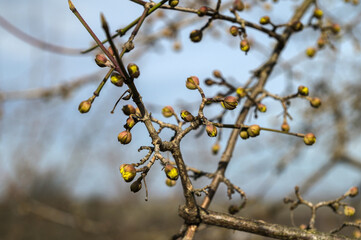 Cornus mas tree in bloom at springtime.