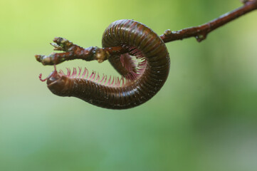 snail on a branch