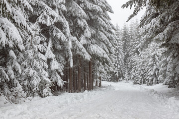 Beautiful winter landscape of pure white snow on trees in coniferous forest by the road in the mountain. Snowy weather conditions, foggy and hazed, misty fairy scene. Fir and pine wood natural sight.