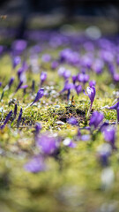 Beautiful field of crocus flowers in spring