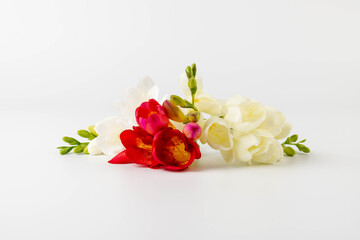 Beautiful fresh freesia flowers isolated on white. Spring delicate flower.