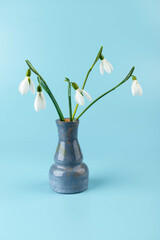 Snowdrop on blue background. White springs flower in close-up with copy space.concept of early spring.