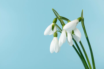 Snowdrop on blue background. White springs flower in close-up with copy space.concept of early spring.