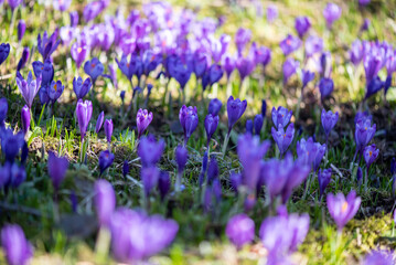 Beautiful field of crocus flowers in spring