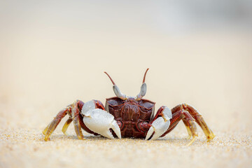 Fototapeta na wymiar Selective focus of small sea crab in its natural habitat walking on the sand beach in summer, Ocypode ceratophthalmus is a species of the ghost crab (horn-eyed) Region from the coast of East Africa.